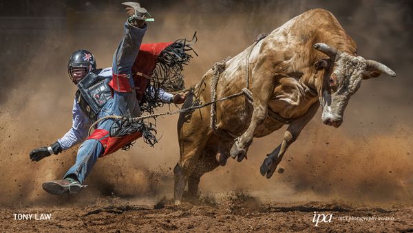 Снимок Mad Cow фотографа  Tony Law, победивший в категории Sports Photographer Of the Year среди Non-Professional конкурса International Photography Awards 2019 - Sputnik Армения
