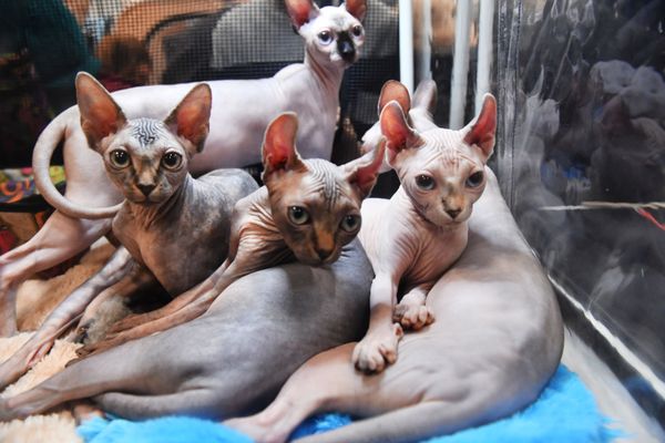 Էլֆ ցեղատեսակի կատուներ - Sputnik Արմենիա