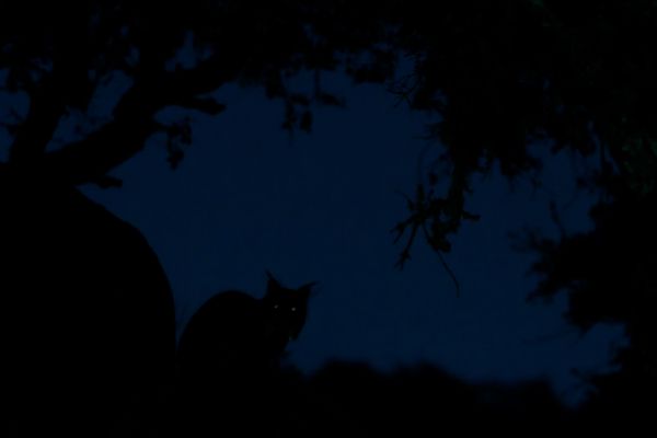 Снимок The ghost испанского фотографа Eduardo Blanco Mendizabal, победивший в конкурсе GDT European wildlife photographer of the year 2019 - Sputnik Армения