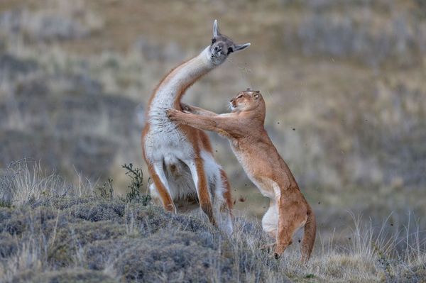 Снимок A puma hunting a fully-grown male guanaco немецкого фотографа Ingo Arndt, победивший в категории MAMMALS конкурса GDT European wildlife photographer of the year 2019 - Sputnik Армения
