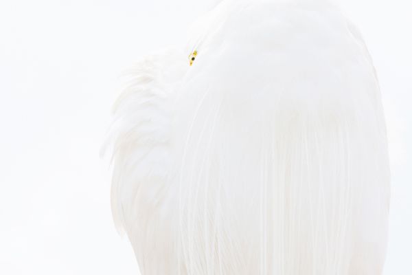 Снимок Great white egret немецкого фотографа Dr. Siegmar Bergfeld, победивший в категории BIRDS конкурса GDT European wildlife photographer of the year 2019 - Sputnik Армения