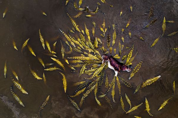 Снимок 101 crocodiles итальянского фотографа Ignacio Medem Seghers, победивший в категории OTHER ANIMALS конкурса GDT European wildlife photographer of the year 2019 - Sputnik Армения