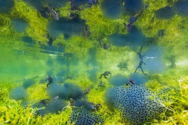 Снимок Pond world итальянского фотографа Manuel Plaickner, победивший в категории UNDERWATER WORLD конкурса GDT European wildlife photographer of the year 2019 - Sputnik Армения