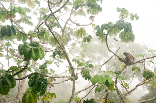 Снимок In the canopy испанского фотографа Carlos Pérez Naval, победивший в категории YOUNG PHOTOGRAPHERS UP TO 14 YEARS конкурса GDT European wildlife photographer of the year 2019 - Sputnik Армения