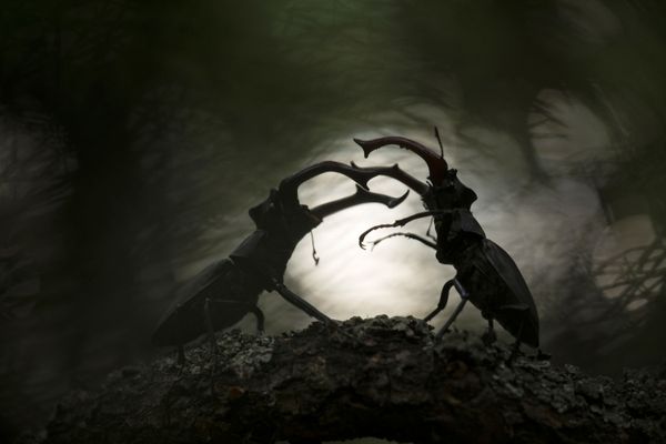 Снимок Battle of the titans российского фотографа Svetlana Ivanenko, занявший второе место в категории OTHER ANIMALS конкурса GDT European wildlife photographer of the year 2019 - Sputnik Армения