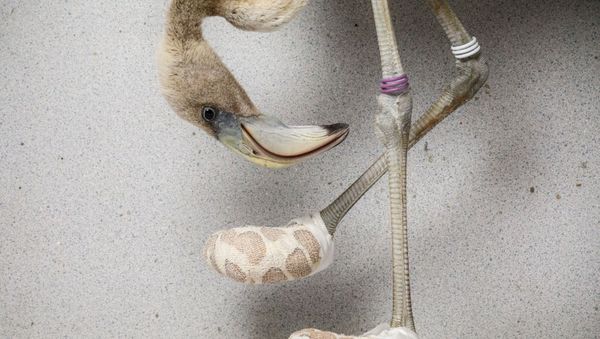 Снимок Flamingo socks голландского фотографа Jasper Doest, высоко оцененный в категории MAN AND NATURE конкурса GDT European wildlife photographer of the year 2019 - Sputnik Армения