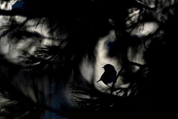 Снимок Coal tit швейцарского фотографа Patrick Moser, победивший в категории YOUNG PHOTOGRAPHERS 15 TO 17 YEARS конкурса GDT European wildlife photographer of the year 2019 - Sputnik Армения