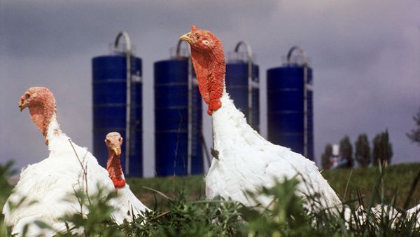 Индейка (Meleagris gallopavo Linnaeus), название самца - индюк. - Sputnik Армения