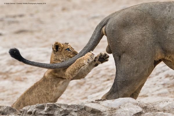 Снимок Grab life by the ..... британского фотографа Sarah Skinner, победивший на конкурсе Comedy Wildlife Photography Awards 2019 - Sputnik Армения