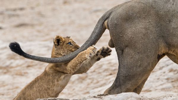 Снимок Grab life by the ..... британского фотографа Sarah Skinner, победивший на конкурсе Comedy Wildlife Photography Awards 2019 - Sputnik Армения