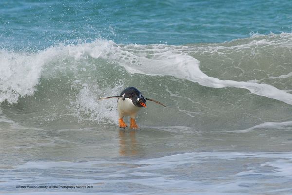 Снимок Surfing….South Atlantic Style! немецкого фотографа Elmar Weiss, высоко оцененный на конкурсе Comedy Wildlife Photography Awards 2019 - Sputnik Армения