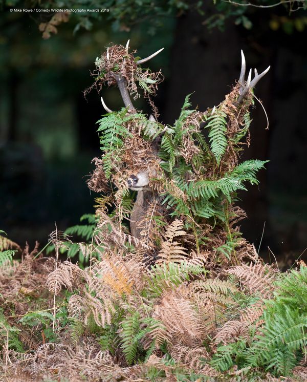 Снимок Deer - What Deer? британского фотографа Mike Rowe, высоко оцененный на конкурсе Comedy Wildlife Photography Awards 2019 - Sputnik Армения