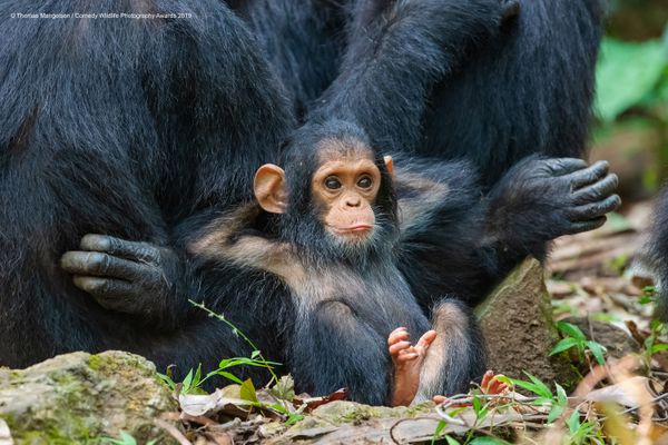 Снимок Laid Back американского фотографа Thomas D. Mangelsen, высоко оцененный на конкурсе Comedy Wildlife Photography Awards 2019 - Sputnik Армения