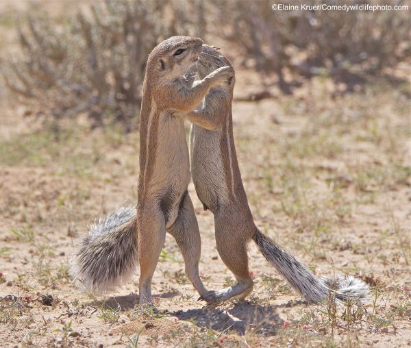 Снимок First comes Love....then comes Marriage американского фотографа Elaine Kruer, победивший в категории AMAZING INTERNET PORTFOLIO AWARD конкурса Comedy Wildlife Photography Awards 2019 - Sputnik Армения