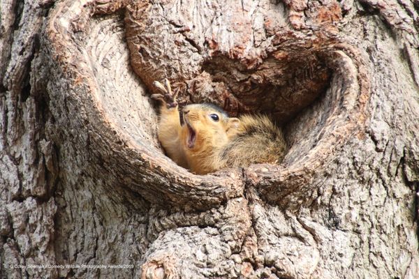 Снимок Who would like a peanut? американского фотографа Corey Seeman, высоко оцененный на конкурсе Comedy Wildlife Photography Awards 2019 - Sputnik Армения