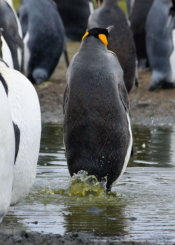 Снимок Inconspicuous американского фотографа Eric Keller,  высоко оцененный на конкурсе Comedy Wildlife Photography Awards 2019 - Sputnik Армения