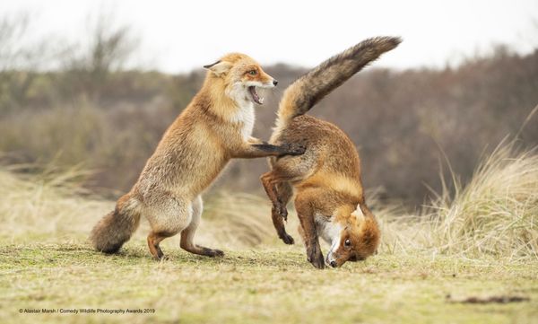 Снимок Waltz gone wrong британского фотографа Alastair Marsh, высоко оцененный на конкурсе Comedy Wildlife Photography Awards 2019 - Sputnik Армения