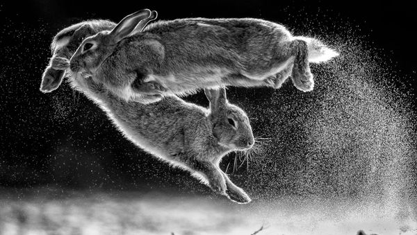 Снимок Jump венгерского фотографа Csaba Daróczi, победивший в конкурсе Nature Photographer of The Year 2019 - Sputnik Армения