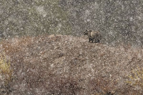 Stefano Quirini-ի Under the snow լուսանկարը
 - Sputnik Արմենիա