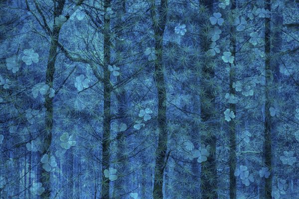 Գերմանացի լուսանկարիչ Simone Baumeister-ի Happiness grows in trees լուսանկարը

 - Sputnik Արմենիա