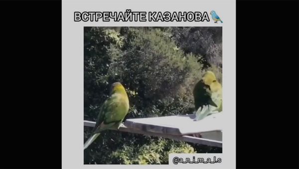 Попугай - Казанова - Sputnik Армения