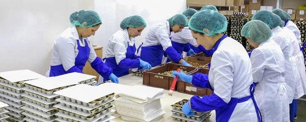 Сотрудницы шоколадной фабрики во время работы - Sputnik Армения