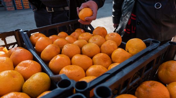 Оптовый рынок в Армавире - Sputnik Армения