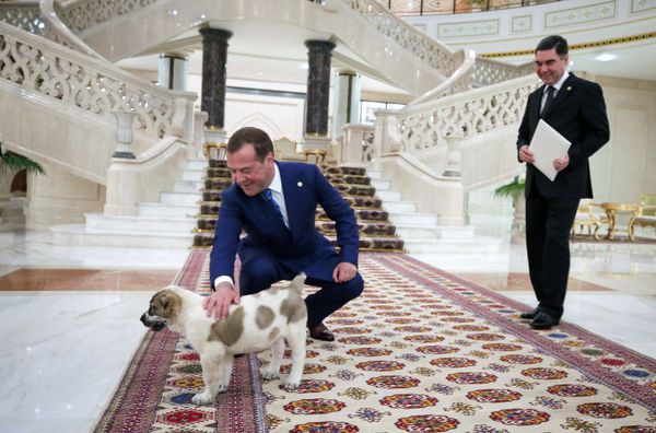 Премьер-министр России Дмитрий Медведев с подаренным президентом Туркменистана щенком алабая Премьер-министр России Дмитрий Медведев с подаренным президентом Туркменистана щенком алабая - Sputnik Армения