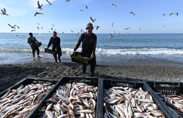 Рыбаки разгружают выловленную в Черном море барабулю Рыбаки разгружают выловленную в Черном море барабулю - Sputnik Армения