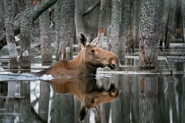 Снимок Плывущий по лесу фотографа Дмитрия Вилюнова, победитель конкурса Дикая природа России National Geographic - Sputnik Армения
