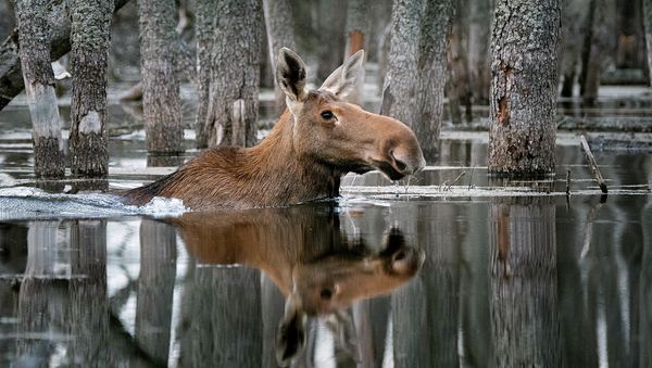 Снимок Плывущий по лесу фотографа Дмитрия Вилюнова, победитель конкурса Дикая природа России National Geographic - Sputnik Армения