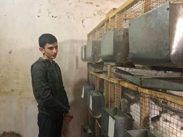 Փաշինյանն օգնեց նպատակասլաց գյումրեցուն, կամ 15-ամյա ֆերմերն ու ճագարի բիզնեսը Հայաստանում - Sputnik Արմենիա