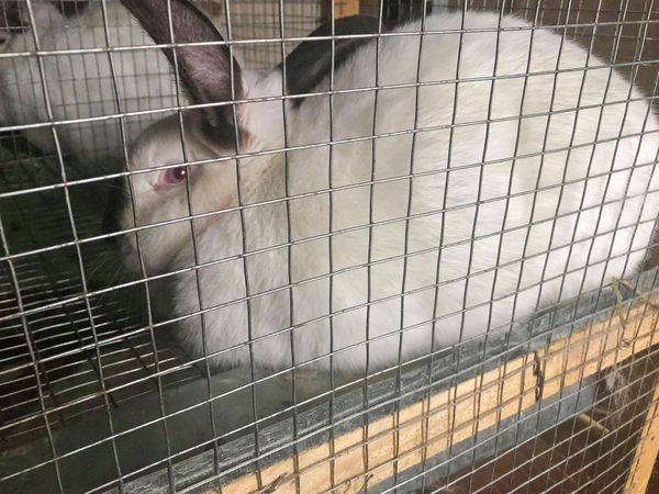Одна встреча с Пашиняном и 15-летний гюмриец замахнулся на кроличью ферму - Sputnik Армения