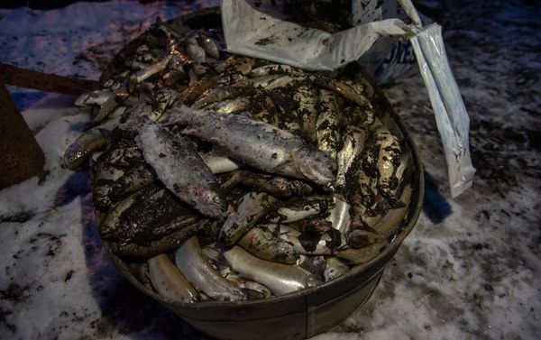 Погибшая рыба Карена Григоряна, село Гетамеч, Котайк - Sputnik Армения