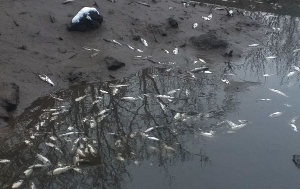 Погибшая рыба Карена Григоряна, село Гетамеч, Котайк - Sputnik Армения