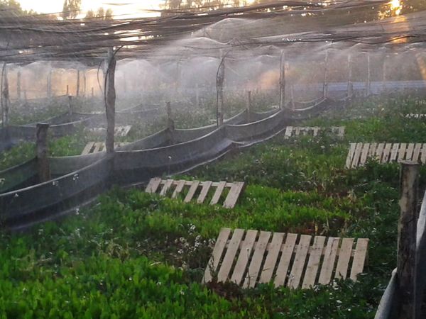 Улиточный интерес армянского режиссера: приживется ли новый бизнес в Армении Улиточный интерес армянского режиссера: приживется ли новый бизнес в Армении - Sputnik Армения