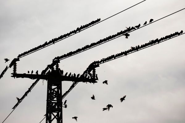 Стая скворцов - Sputnik Армения