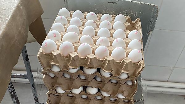 Сотрудники службы по безопасности пищевых продуктов выявили просроченные продукты питания в одной из школ Ширака (29 января 2020). Гюмри - Sputnik Армения