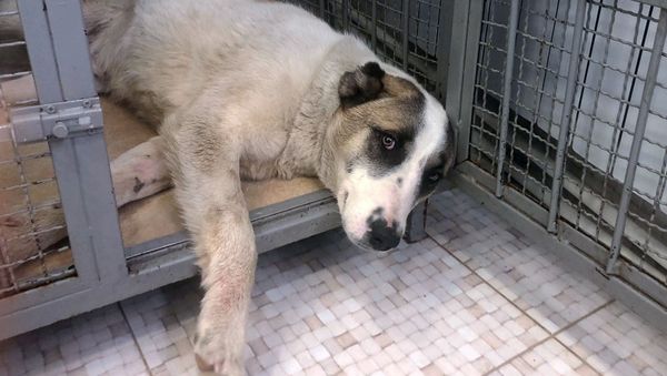Собака по кличке Гонч в ветеринарной клинике My vet, Гюмри Собака по кличке Гонч в ветеринарной клинике My vet, Гюмри - Sputnik Արմենիա