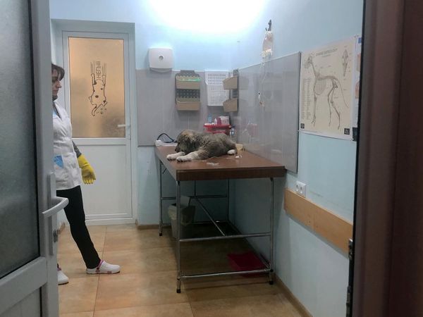  Չխփե՛լ, չվնասե՛լ ու կերակրել. ստերջացված շները որդեգրման են սպասում - Sputnik Արմենիա