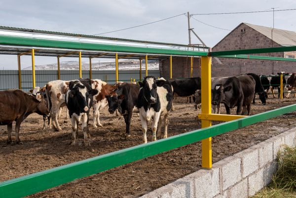 Коровье здоровье: швейцарцы и австрийцы помогают армянским фермерам получать больше молока Коровье здоровье: швейцарцы и австрийцы помогают армянским фермерам получать больше молока - Sputnik Армения
