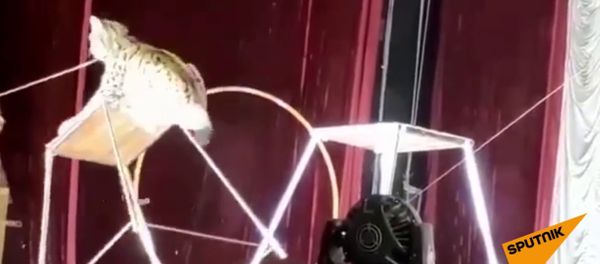 Рысь нападает на дрессировщика во время представления Рысь нападает на дрессировщика во время представления - Sputnik Армения