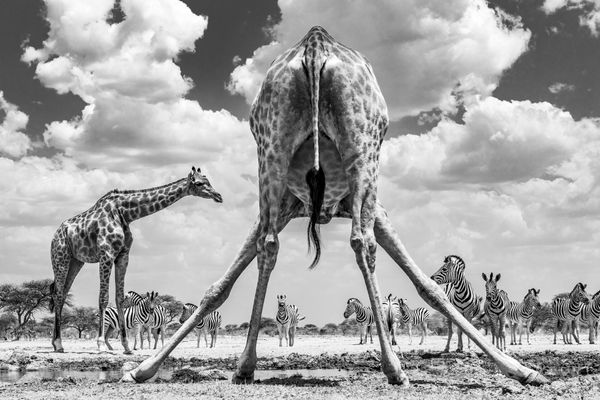 Снимок Spread'em шведского фотографа Marcus Westberg, победивший в номинации National Awards (Швеция)  конкурса 2020 Sony World Photography Awards - Sputnik Армения