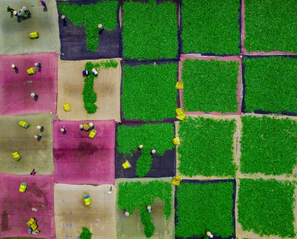 Снимок Drying Tea вьетнамского фотографа Tran Tuan, победивший в номинации National Awards (Вьетнам)  конкурса 2020 Sony World Photography Awards - Sputnik Армения