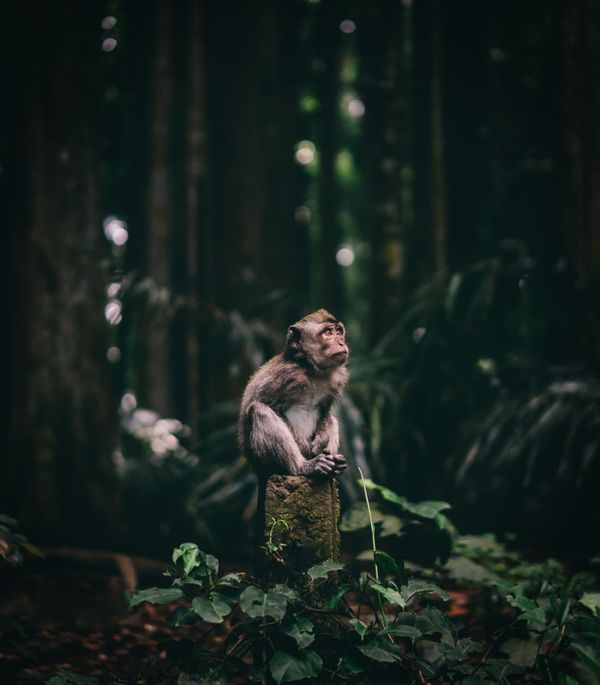 Снимок Wondering monkey чешского фотографа Jan Simon, победивший в номинации National Awards (Чехия)  конкурса 2020 Sony World Photography Awards - Sputnik Армения