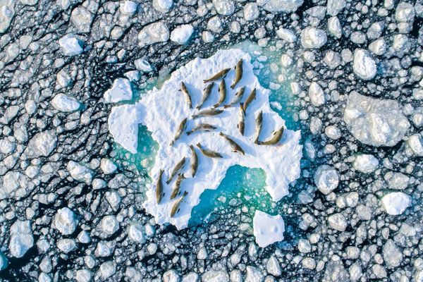 Снимок Above the Crabeater Seals фотографа Florian Ledoux, ставший победителем конкурса Nature TTL Photographer of the Year 2020 Снимок Above the Crabeater Seals фотографа Florian Ledoux, ставший победителем конкурса Nature TTL Photographer of the Year 2020 - Sputnik Армения