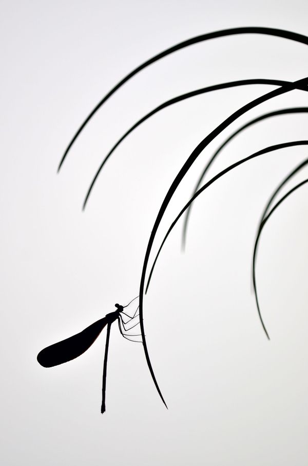 Снимок Chinese Painting фотографа Minghui Yuan, победивший в категории Macro конкурса Nature TTL Photographer of the Year 2020 Снимок Chinese Painting фотографа Minghui Yuan, победивший в категории Macro конкурса Nature TTL Photographer of the Year 2020 - Sputnik Армения