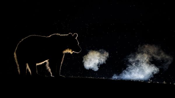 Снимок Breathing фотографа Bence Máté, высоко оцененный в категории Wildlife конкурса Nature TTL Photographer of the Year 2020 Снимок Breathing фотографа Bence Máté, высоко оцененный в категории Wildlife конкурса Nature TTL Photographer of the Year 2020 - Sputnik Армения