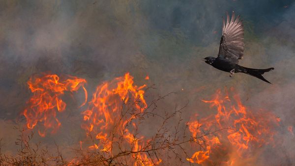 Снимок Pheonix фотографа Saptarshi Gayen, победивший в категории Under 16 конкурса Nature TTL Photographer of the Year 2020 - Sputnik Армения