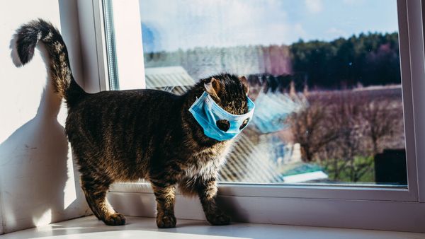 Кошка в маске на подоконнике Кошка в маске на подоконнике - Sputnik Армения
